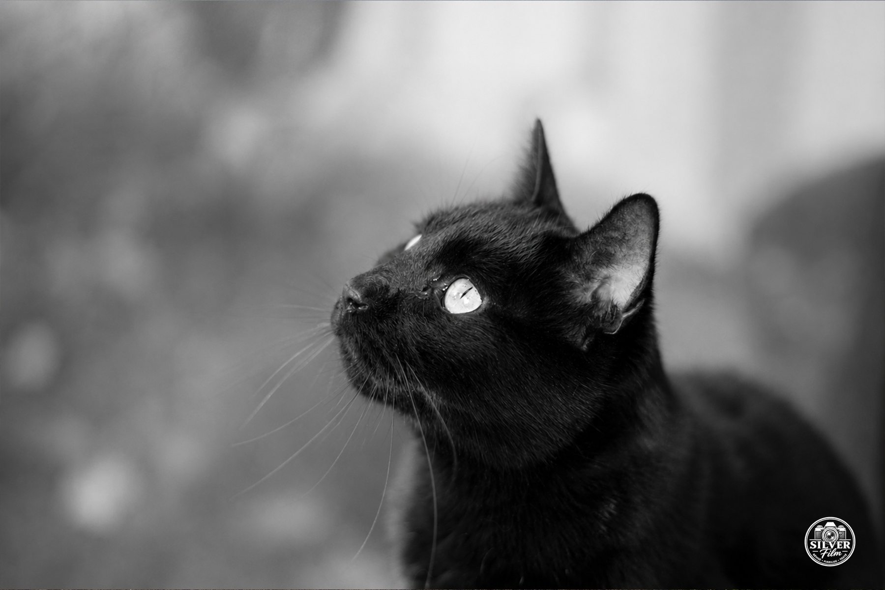 Photographie couleur réellement obtenue lors d'un test SilverFilm